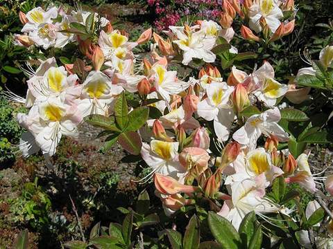 Azalia wielkokwiatowa Silver Slipper - Azalea Silver Slipper