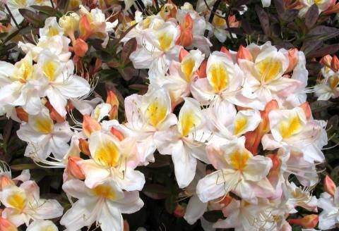 Azalia wielkokwiatowa Silver Slipper - Azalea Silver Slipper