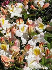 Azalia wielkokwiatowa Silver Slipper - Azalea Silver Slipper