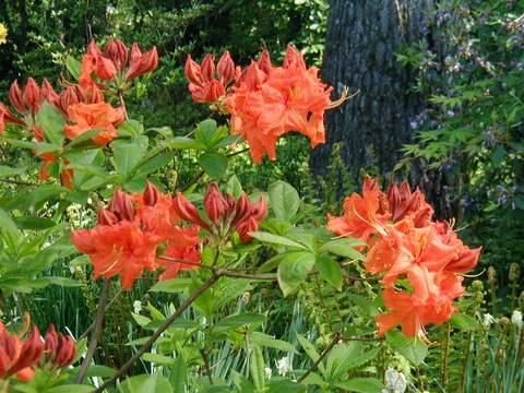 Azalia wielkokwiatowa Speks Orange - Azalea Speks Orange
