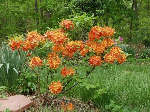 Azalia wielkokwiatowa Speks Orange - Azalea Speks Orange