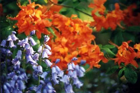 Azalia wielkokwiatowa Speks Orange - Azalea Speks Orange