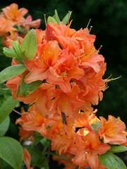 Azalia wielkokwiatowa Speks Orange - Azalea Speks Orange