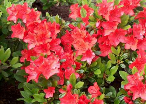 Azalia wielkokwiatowa Tunis - Azalea Tunis