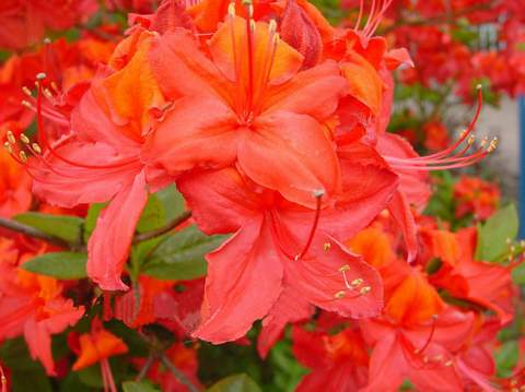 Azalia wielkokwiatowa Tunis - Azalea Tunis