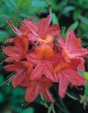 Azalia wielkokwiatowa Tunis - Azalea Tunis