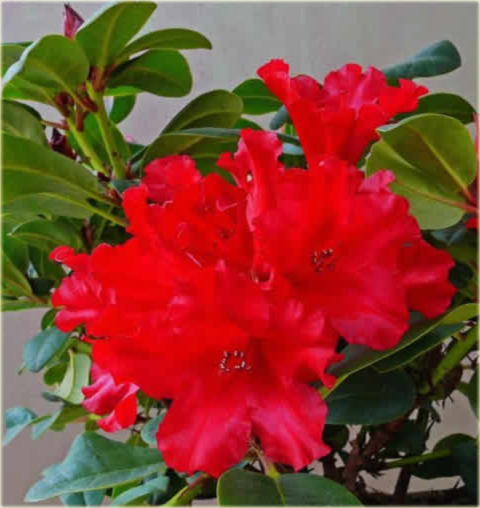 Rododendron repens Bad Eilsen - Rhododendron repens Bad Eilsen