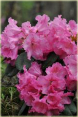 Rododendron williamsianum Claudius - Rhododendron williamsianum Claudius