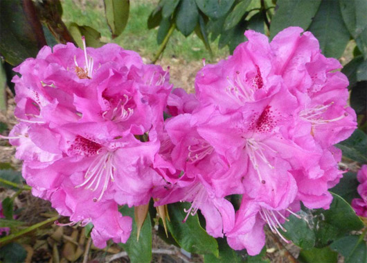 Rododendron czeski Becov purpurowofiolet Rhododendron hybrid Becov Bečov