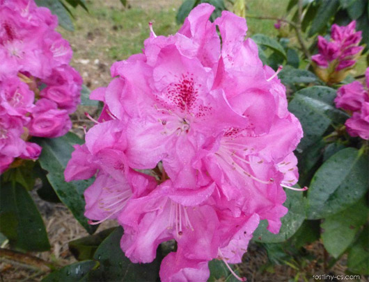 Rododendron czeski Becov purpurowofiolet Rhododendron hybrid Becov Bečov