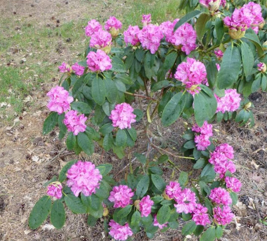 Rododendron czeski Becov purpurowofiolet Rhododendron hybrid Becov Bečov