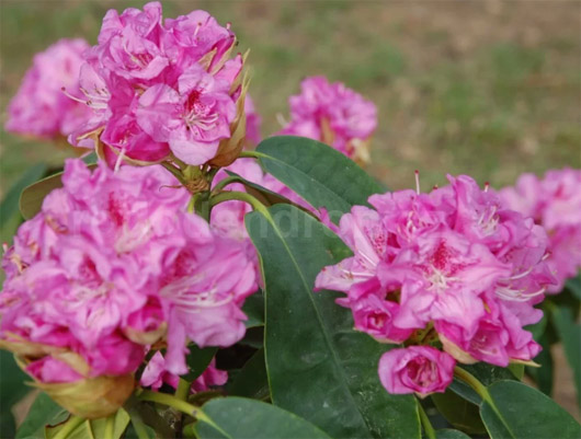 Rododendron czeski Becov purpurowofiolet Rhododendron hybrid Becov Bečov