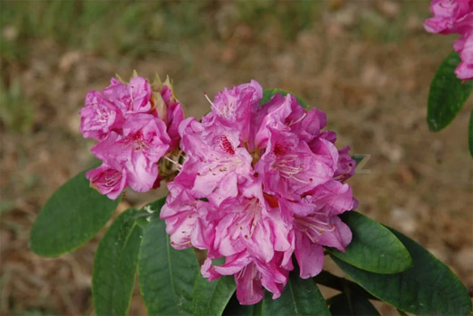 Rododendron czeski Becov purpurowofiolet Rhododendron hybrid Becov Bečov