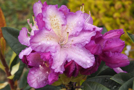 Rododendron czeski Klenova, rhododendron Klenová
