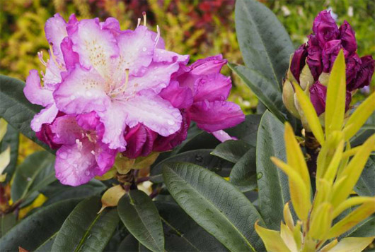 Rododendron czeski Klenova, rhododendron Klenová
