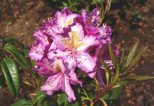 Rododendron czeski Klenova, rhododendron Klenová