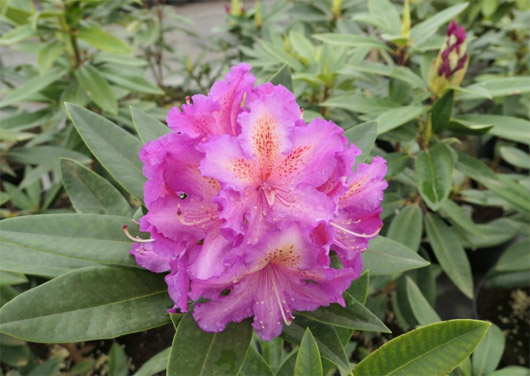 Rododendron czeski Klenova, rhododendron Klenová