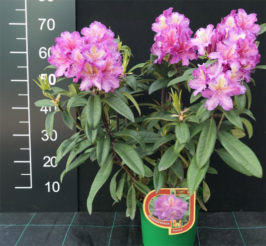 Rododendron czeski Klenova, rhododendron Klenová