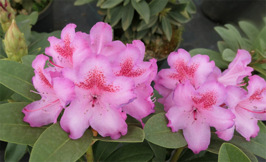 Rododendron czeski Kozakov, Rhododendron Kozakov