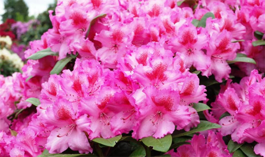 Rododendron czeski Kozakov, Rhododendron Kozakov