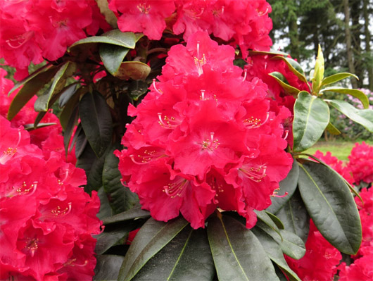 Rododendron czeski Krakovec, Rhododendron Krakovec