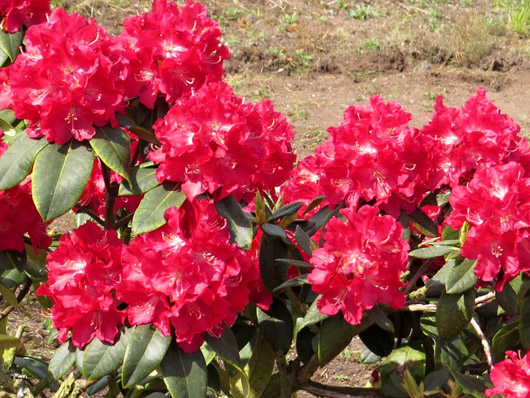 Rododendron czeski Krakovec, Rhododendron Krakovec