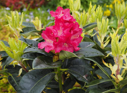 Rododendron czeski Krakovec, Rhododendron Krakovec