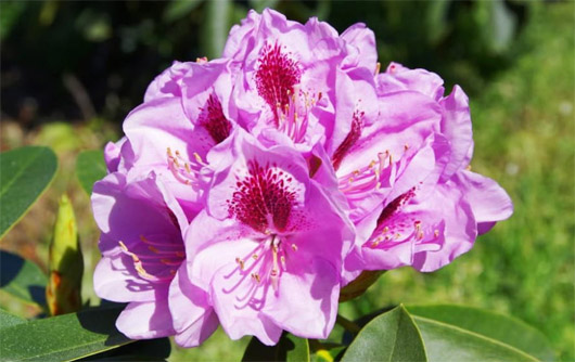 Rododendron czeski Libin, Rhododendron Libin