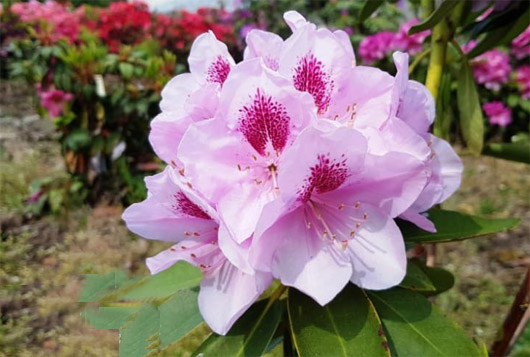 Rododendron czeski Libin, Rhododendron Libin