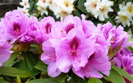 Rododendron czeski Libin, Rhododendron Libin