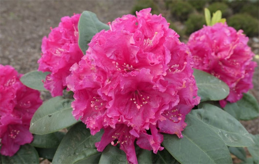 Rododendron czeski Lipnice, Rhododendron Lipnice