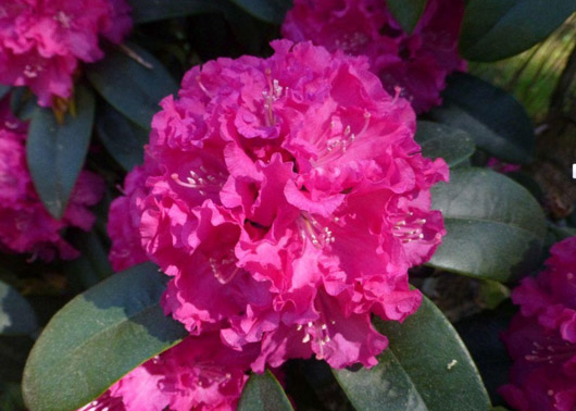 Rododendron czeski Lipnice Rhododendron Lipnice
