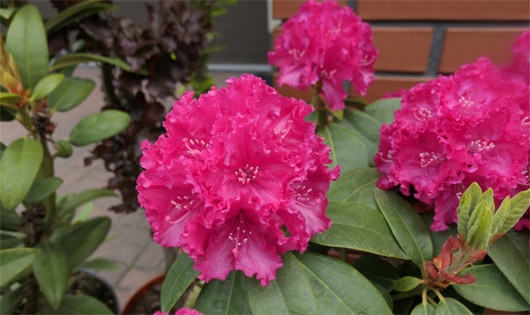 Rododendron czeski Lipnice Rhododendron Lipnice