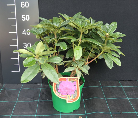 Rododendron czeski Lipnice Rhododendron Lipnice