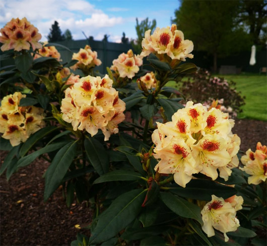 Rododendron czeski Orlik, Rhododendron Orlik