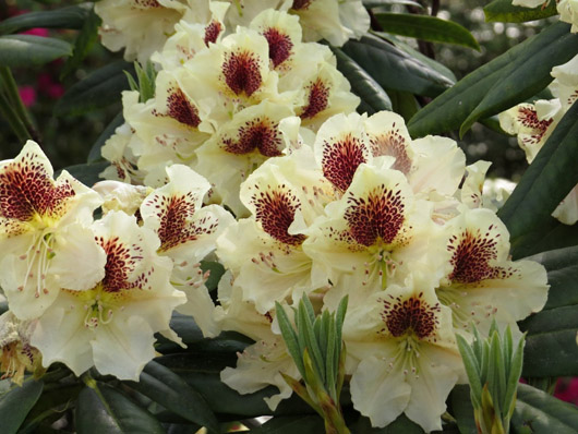 Rododendron czeski Orlik, Rhododendron Orlik