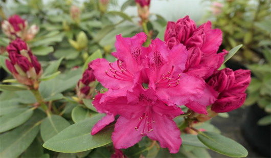 Rododendron czeski Sovinec, Rhododendron Sovinec