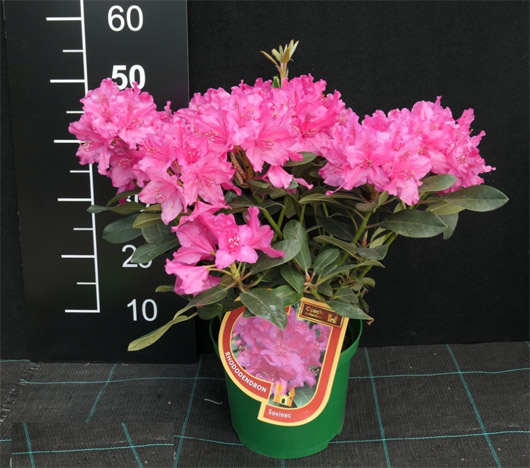 Rododendron czeski Sovinec, Rhododendron Sovinec