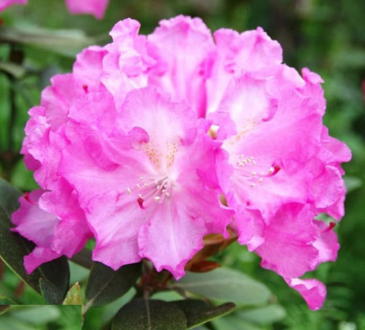 Rododendron czeski Stożec, Rhododendron Stożec