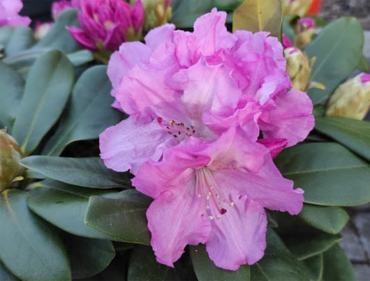 Rododendron czeski Stożec, Rhododendron Stożec