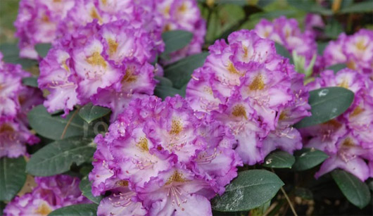 Rododendron czeski Strekov, Rhododendron Strekov
