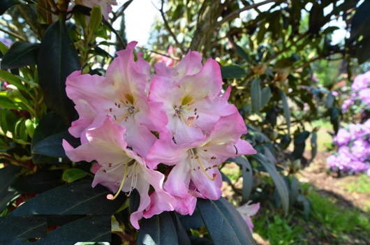 Rododendron czeski Svihov, Rhododendron Svihov