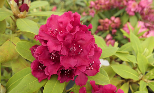 Rododendron czeski Vranov, Rhododendron Vranov