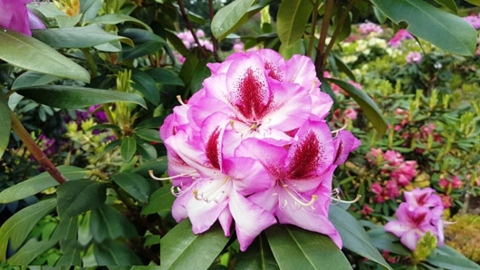Rododendron czeski Vysehrad, Rhododendron Vysehrad