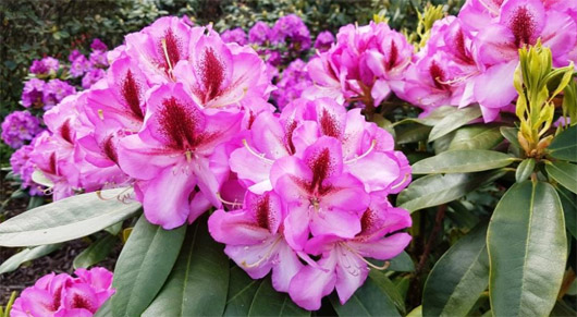 Rododendron czeski Vysehrad, Rhododendron Vysehrad