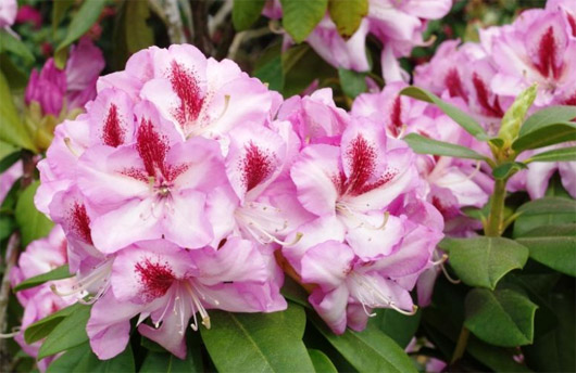 Rododendron czeski Vysehrad, Rhododendron Vysehrad