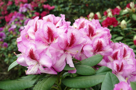 Rododendron czeski Vysehrad, Rhododendron Vysehrad