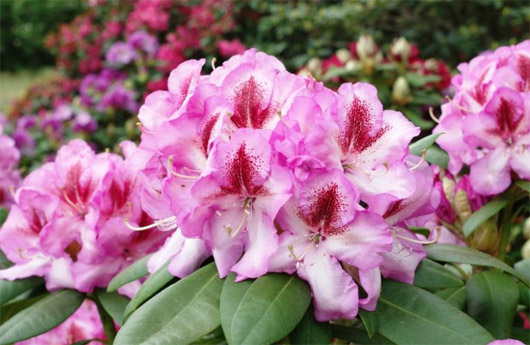 Rododendron czeski Vysehrad, Rhododendron Vysehrad