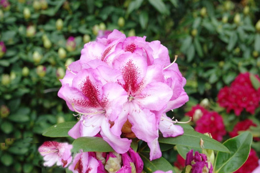 Rododendron czeski Vysehrad, Rhododendron Vysehrad