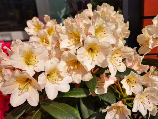 Rododendron czeski Zebin, Rhododendron Zebin